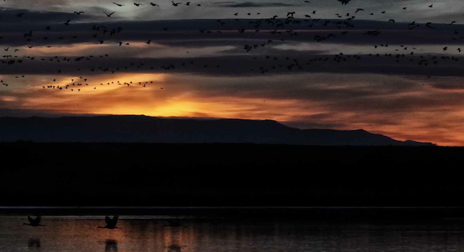 In New Mexico's Bosque del Apache National Wildlife Refuge, thousands of birds take flight at sunrise.