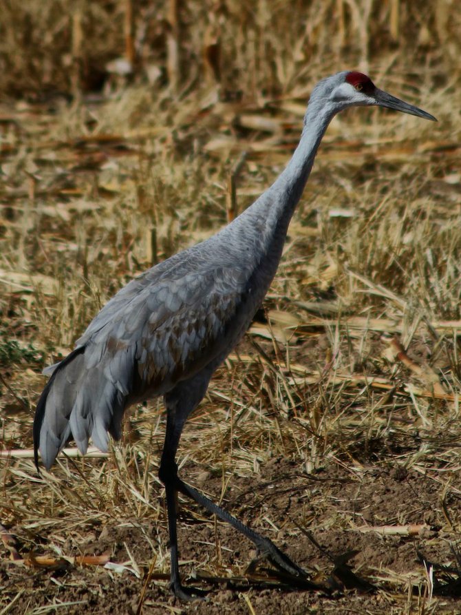The Sandhill Crane with its distinguishing red forehead. 
