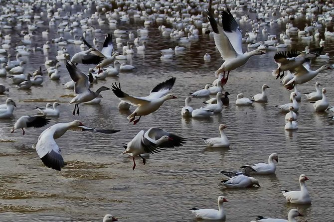 Snow geese on the Rio Grande. 