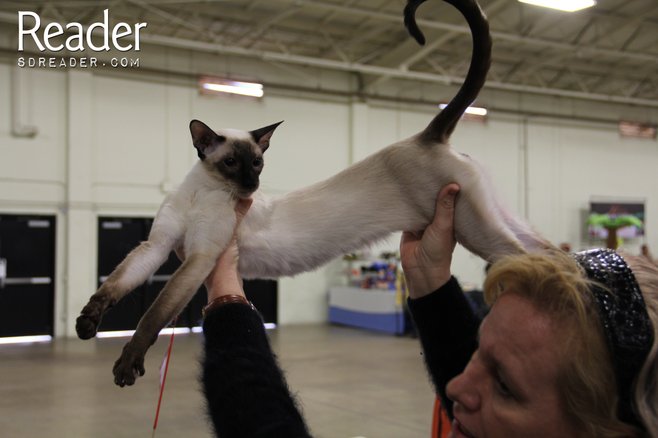 A Magical Afternoon at the Cat Show photo