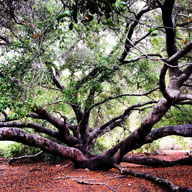 Beautiful oak in mission trails! 