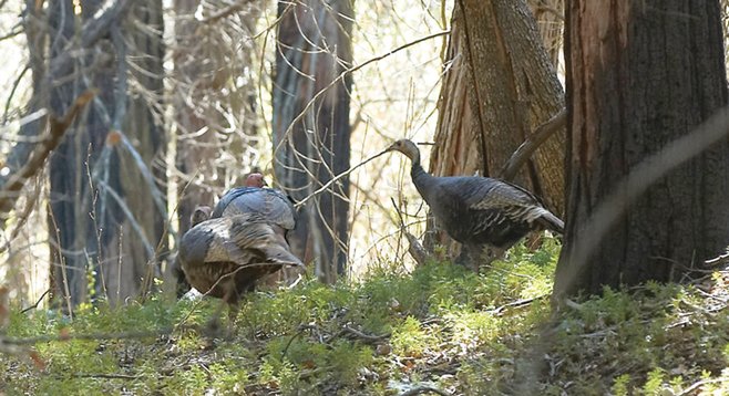 Wild turkeys roam William Heise County Park