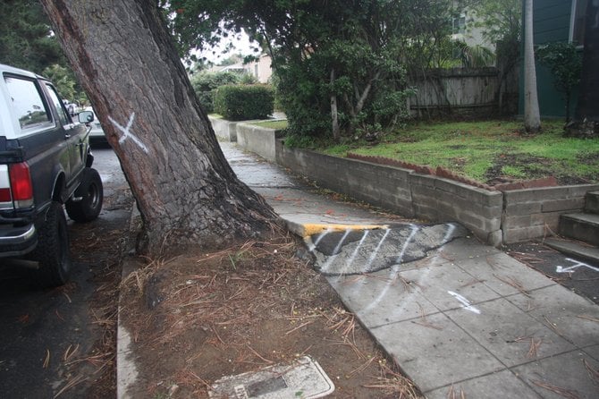This tree was “saved” by a storm of public protest, including a neighborhood newspaper and a farm advisor/tree “expert.” Note the damage to the sidewalk where the roots being pulled out of the ground have raised up. What is happening is that smaller roots branching from the anchoring root near the base of the tree (pivot point) are breaking one by one (or more) but those remaining unbroken are still strong enough to keep the entire anchoring root from pulling all the way out—for now. When a few more branching roots break, the inevitable will happen. Damage to property is highly likely, and injury or death to people or animals is a matter of whether or not they are in the wrong place at the right time. 
