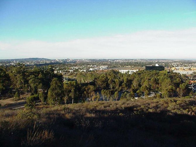 A grove of trees near Lake Miramar looking west toward Mira Mesa