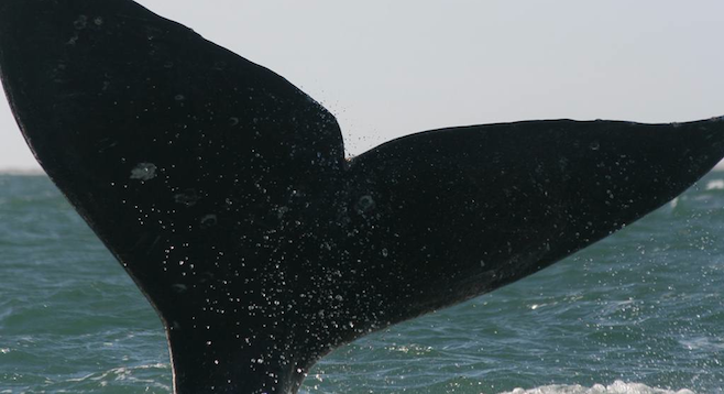 The author's whale-watching boat gets a tail whack from a peeved bull whale.