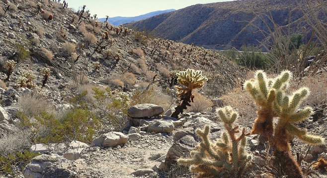 Cholla cacti line the trail and hillsides on the Cactus Loop Trail.