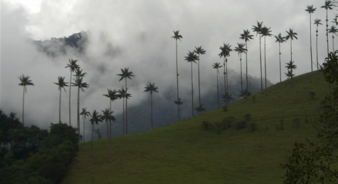Mist rolls over the hillside in Salento, Colombia. 