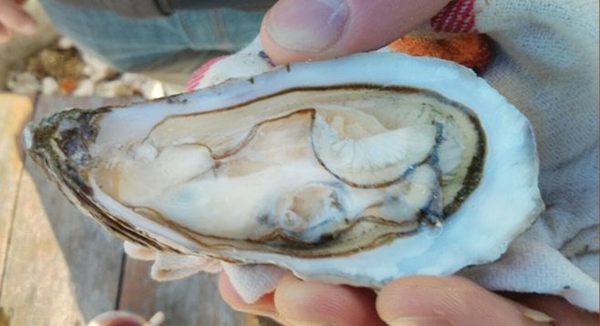 The feds aim to close its Northern California counterpart, but the Carlsbad Aquafarm still produces fresh oysters.