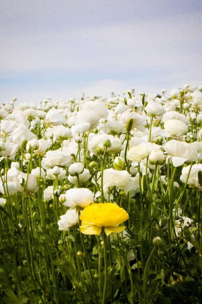 Carlsbad Flower Fields. The one yellow flower