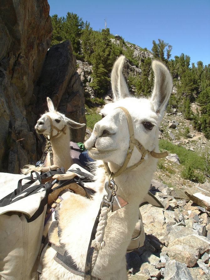 Lama on the trail in the EASTERN SIERRA MOUNTAINS at 10,000 ft.