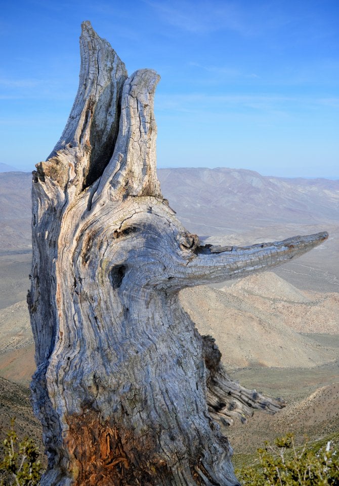 In the Laguna Mountains, California, looking at a natural tree sculpture, looking down over 5,000 ft into the ANZA BOREGGO Desert towards the Salt and Sea.