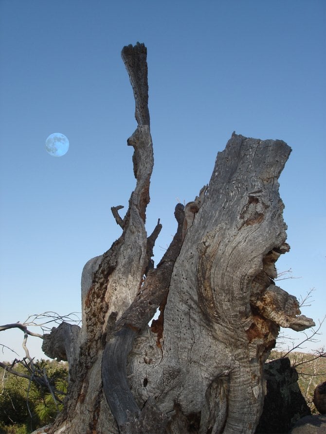 NATURAL TREE SCULPTURE IN the LAGUNA MOUNTAINS