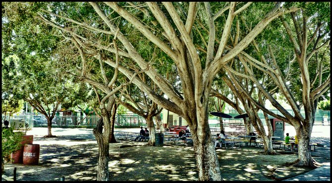 BAJA CALIFORNIA
TREES IN COMMUNITY SPORTS CENTER IN TIJUANA/Arboles en Unidad Deportiva Tijuana en Tijuana,Baja California.