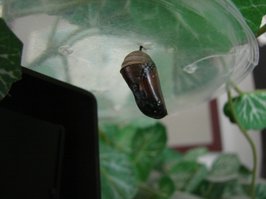 Final week of Monarch chrysalis. Wings and body visible.