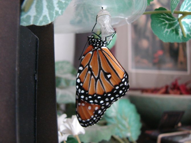 Monarch just broke open the chrysalis shell and is hanging while soft wings dry and harden.