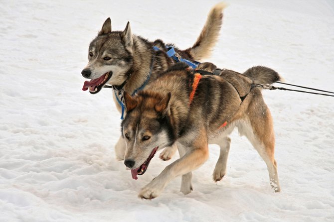 Alaskan Sled Dogs