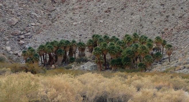 Kumeyaay Indians once camped and harvested palm fruit and mesquite pods at Palm Grove in the Anza-Borrego Desert.