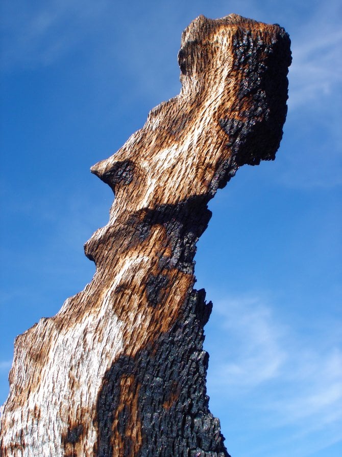 "ICON" As photographed in the Laguna Mountains on the GARNET PEAK trail.