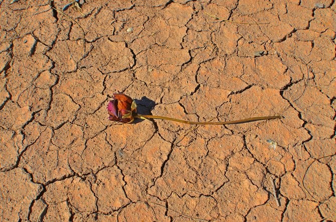 A dead rose on cracked earth in Memory Gardens, Imperial Valley