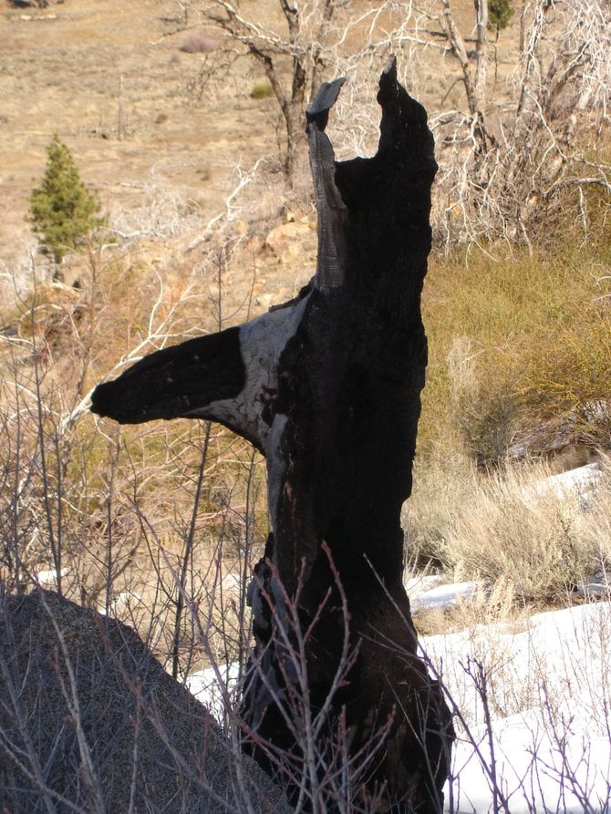 Deer ? , A burnt out tree from the CEDAR fires back in "2003" this does in fact look like a white tail deer known to frequent this area and at dusk, one could easily be convinced this was a deer. Photographed by Robert Chartier in the Laguna Mountains.