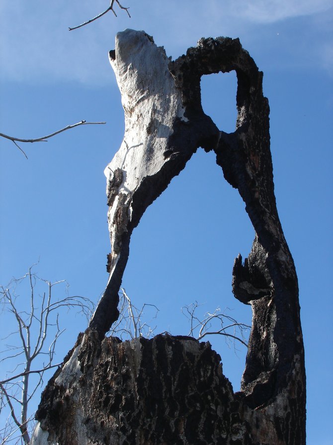 "Halloween Mask" A tree in the Laguna Mountains that looks like it has copied an image off a  Hollywood horror flick movie poster. Photographed by Robert Chartier.