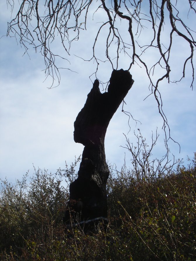 "Old man"  walking from left to right with a pack on his back or an "Indian totem pole carving" looking towards the left of this image? You decide:-) Photographed by Robert Chartier in the Laguna Mountains.