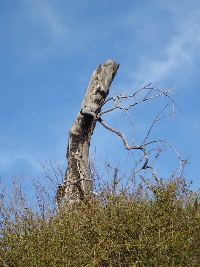  "WORKING TREE" Just another example of a miricle in nature as this tree appreared to be bent over and cultivating the field it was standing in like a farmer in his field. Photographed by Robert Chartier in the Laguna Mountains.