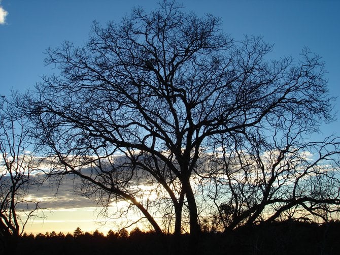 Nice Silhouette of 7 naked trees reaching up together as one into a stunning blue sky with storm clouds seen mid way up the large center tree. Storm clouds are  6 to 10 miles out in the distance. Photograph by Robert Chartier. Image taken 3-2-2013 in the late afternoon, Laguna Mountains looking WEST.