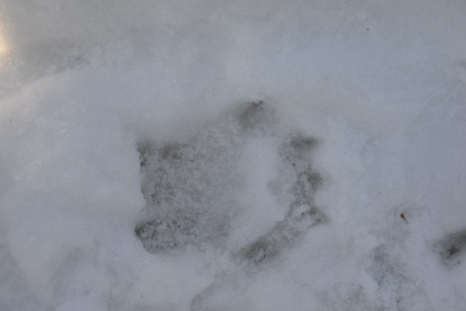 "HOW CLOSE" ??? Mountain lion paw print in SNOW on the NOBEL trail in the Laguna Mountains which was very FRESH:-)  I estimate this to be a 160 to 190 lb. These wild cats are well  known to attack humans from time to time and they can take down a full size white tail deer in the area with little problem. This print was just about the size of my hand!!  Photographed by Robert Chartier