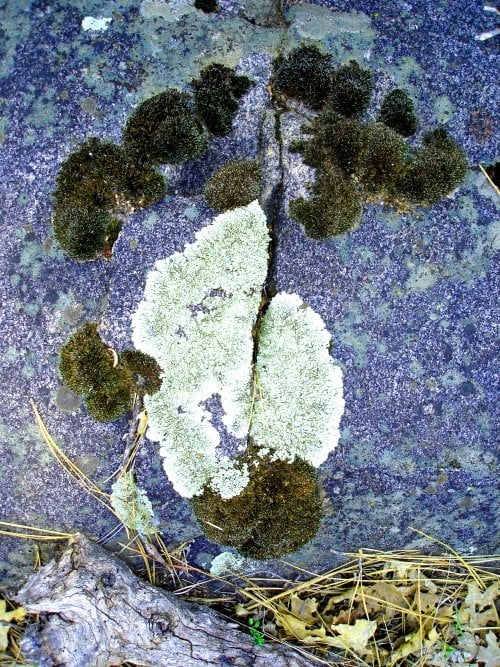 "Moss Prints" Original natural elemental artwork as discovered and photographed by Robert Chartier in the Laguna Mountains.