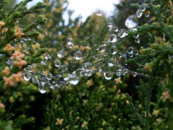 Dew drops on a cloudy and early San Diego morning.