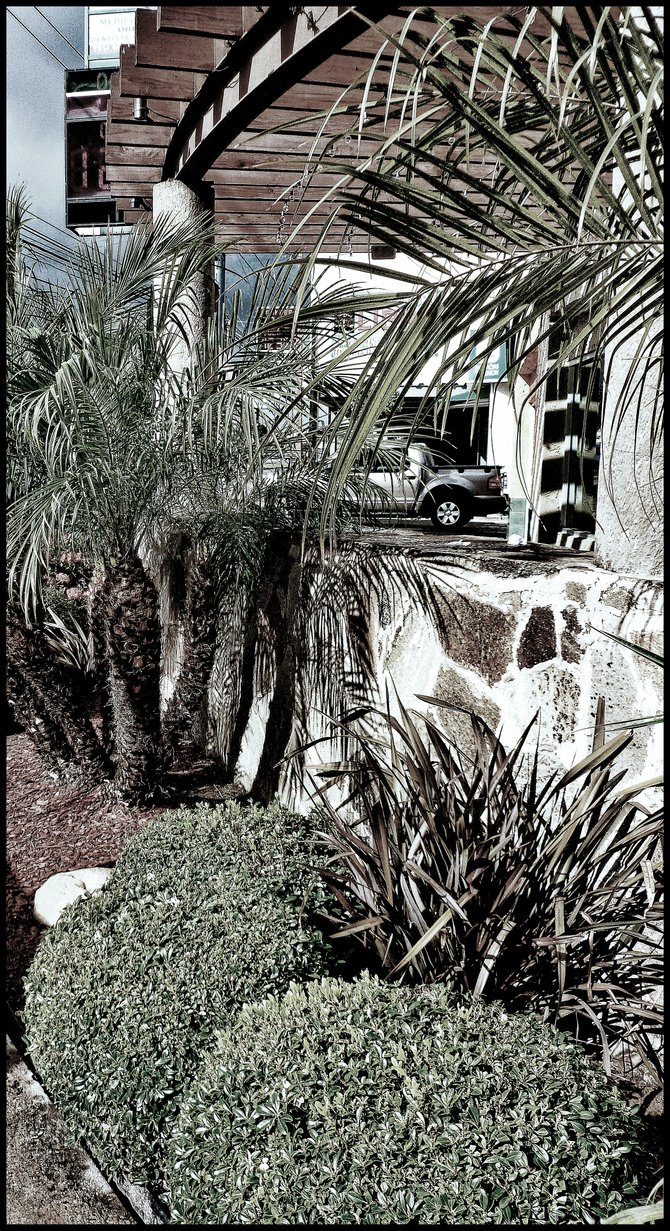 BAJA CALIFORNIA
Greenery in Tijuana/Vegetacion en Tijuana