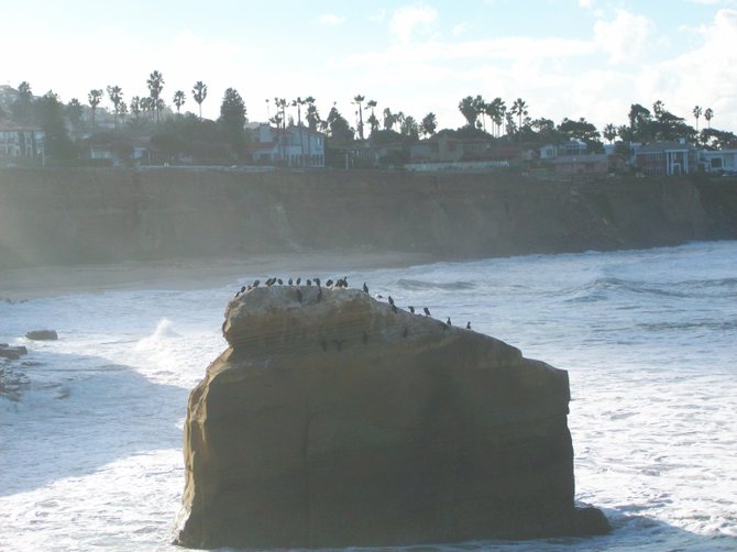 Birds doing their business on Poop Rock at Sunset Cliffs.