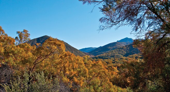 Ribbonwood casts a golden tint to the chaparral-covered hillsides along Agua Caliente Creek