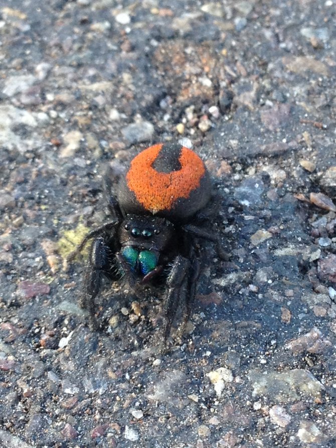 Spider I found while playing basketball at Lindbergh Park in Clairemont. 
[2013.03.14]