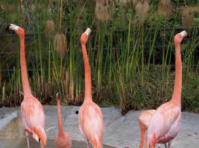 Flamingos at the San Diego Zoo