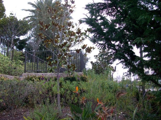 Garden at the back of the Rock Church in Point Loma.