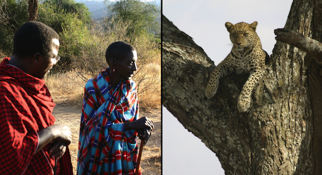 Moses and a tracker (left); the leopard that kept close tabs on the author for a week (right).