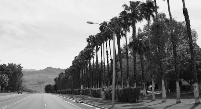 Palm-lined drive – a frequent sight in the Palm Springs area. [courtesy of Paul Burlingame Photo]
