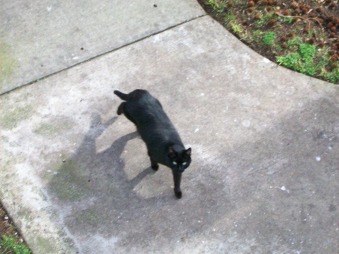 My cat, Blackie, running fast for her dinner in Ocean Beach. 