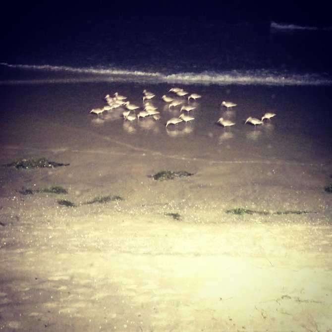 Sandpipers gathered for dinner