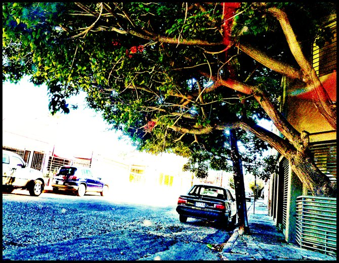 Neighborhood Photos
TIJUANA,BAJA CALIFORNIA
Trees on Brasil Street in Tijuana's colonia Cacho /Arboles en Calle Brasil en la Colonia Cacho de Tijuana.