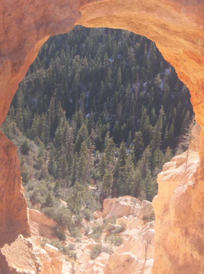 Window to the forest in Bryce Canyon National Park