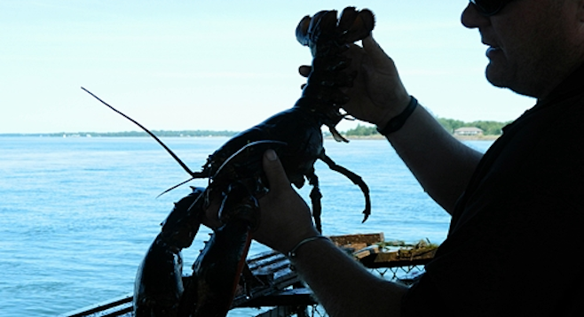 Experience lobster fishing on PEI, recently ranked by Zagat as the second-best "foodie getaway" in the world. 