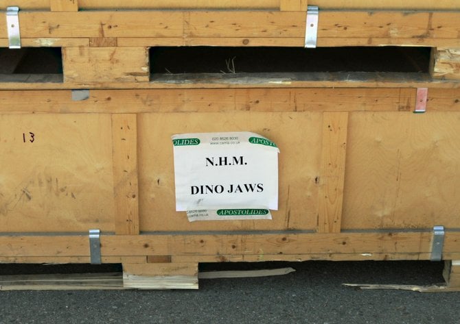 Crate containing dinosaur jaws