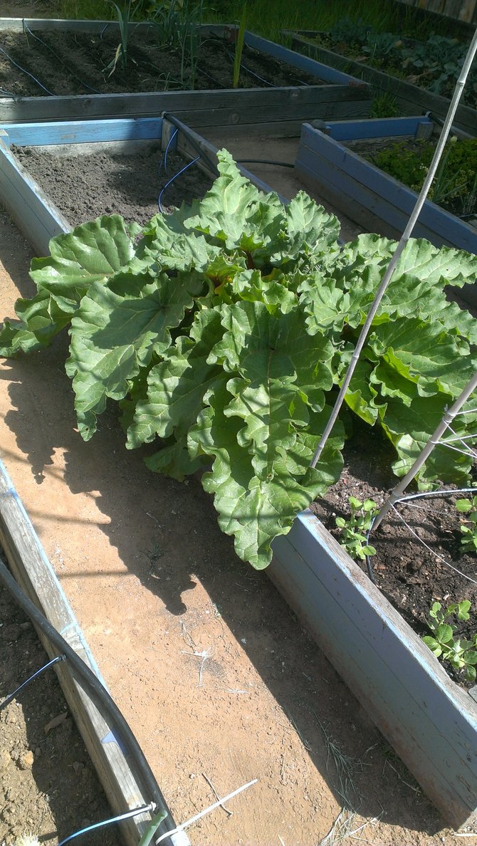 Stunning organic vegetables thrive on nothing but rainwater since December in this picture3 taken 4-3-2013 in Encinitas.