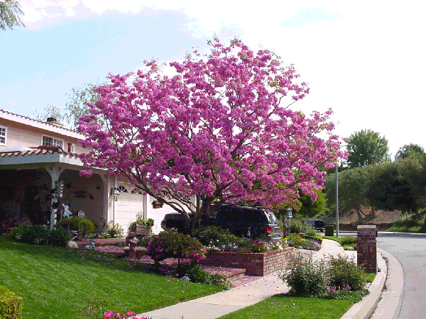 Tabebuia tree (not ours, but you get the idea)