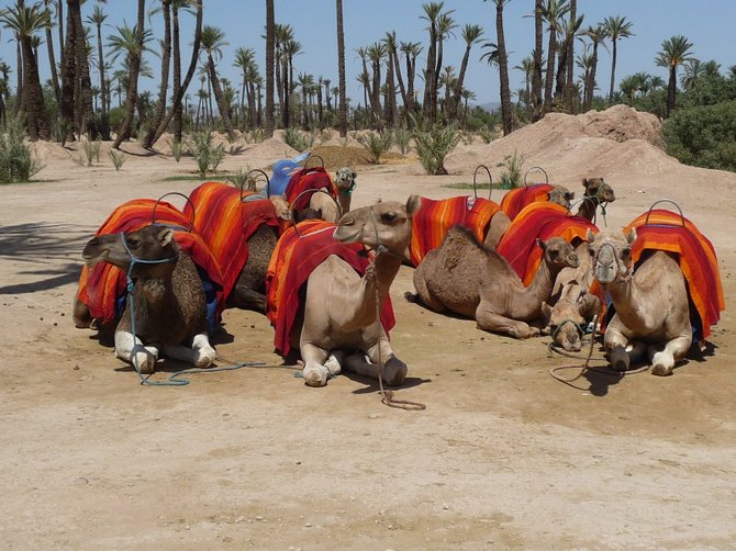 Camel rides for rent