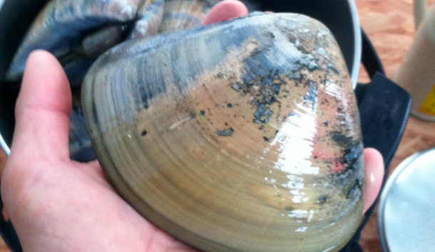  A Pismo clam from the Silver Strand