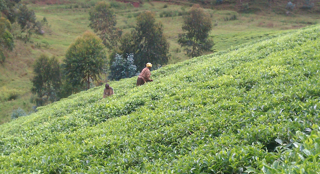 "Land of a Thousand Hills" – tea farmers by the roadside. 